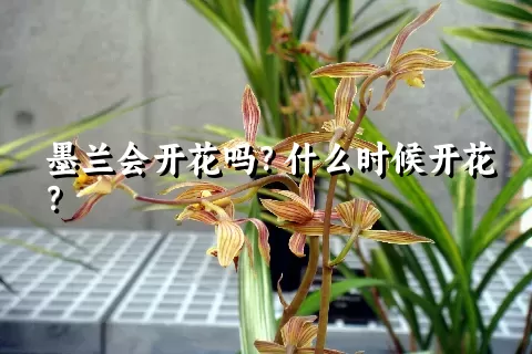 墨兰会开花吗？什么时候开花？