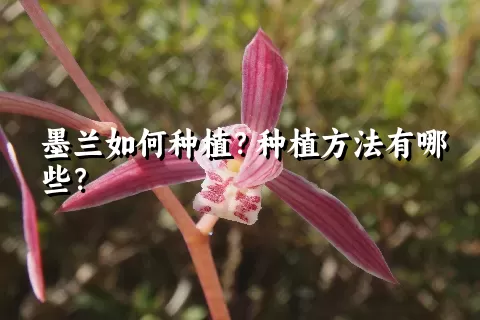 墨兰如何种植？种植方法有哪些？