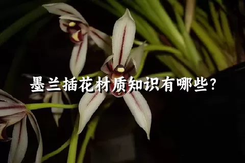 墨兰插花材质知识有哪些？