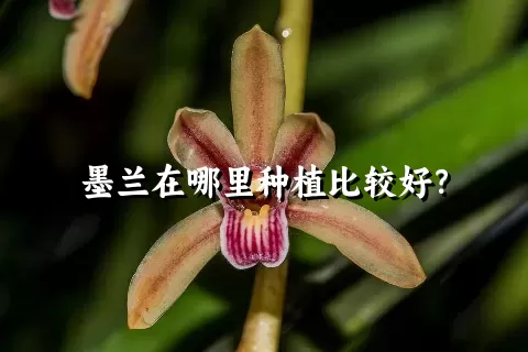 墨兰在哪里种植比较好？