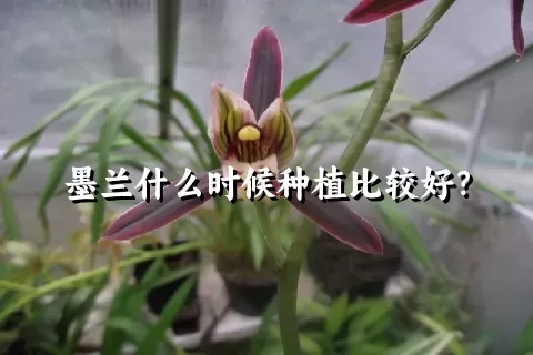 墨兰什么时候种植比较好？