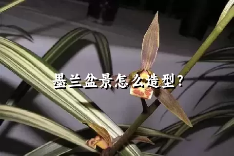 墨兰盆景怎么造型？