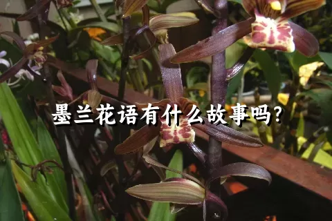 墨兰花语有什么故事吗？