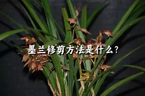 墨兰修剪方法是什么？