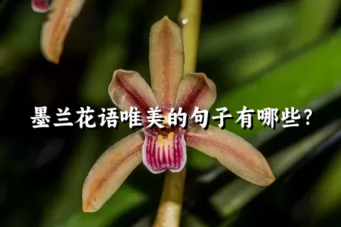 墨兰花语唯美的句子有哪些？