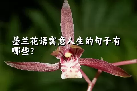 墨兰花语寓意人生的句子有哪些？