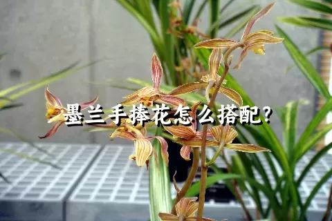 墨兰手捧花怎么搭配？