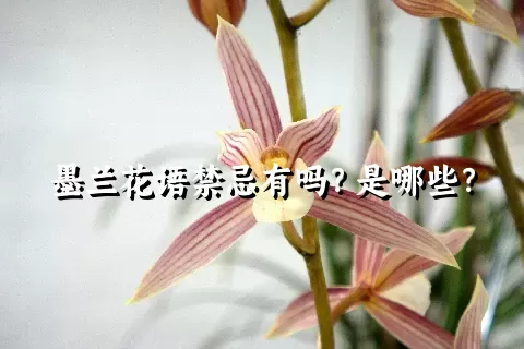 墨兰花语禁忌有吗？是哪些？