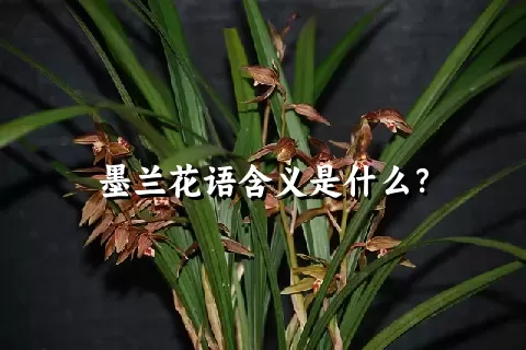 墨兰花语含义是什么？