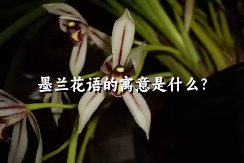 墨兰花语的寓意是什么？