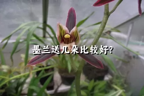 墨兰送几朵比较好？