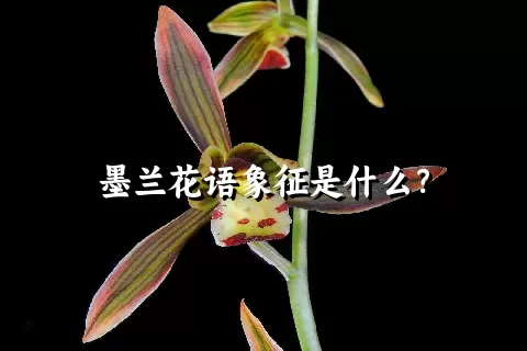 墨兰花语象征是什么？