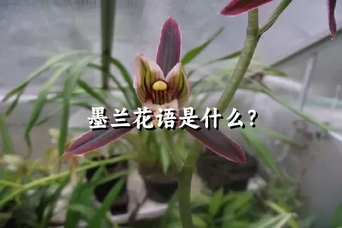 墨兰花语是什么？