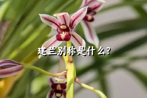 建兰别称是什么？