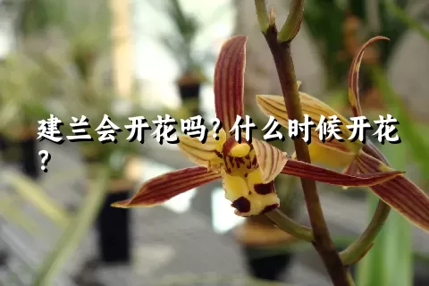 建兰会开花吗？什么时候开花？