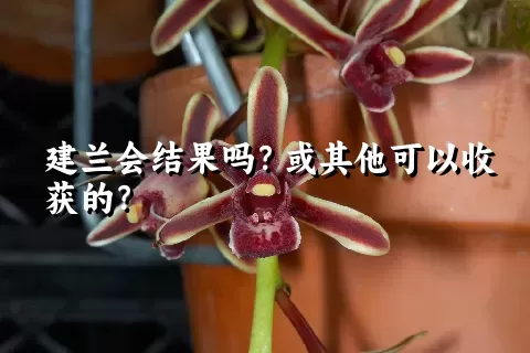 建兰会结果吗？或其他可以收获的？