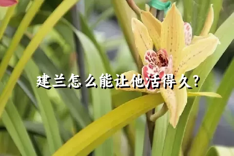 建兰怎么能让他活得久？