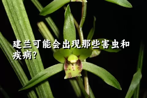 建兰可能会出现那些害虫和疾病？