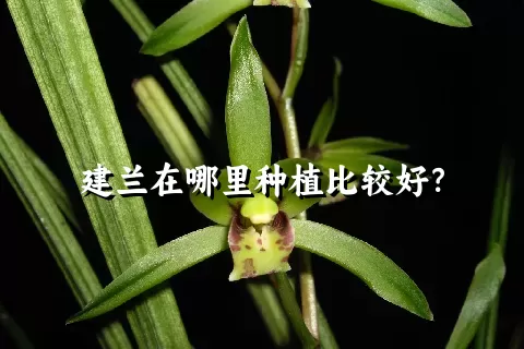 建兰在哪里种植比较好？