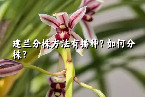 建兰分株方法有播种？如何分株？