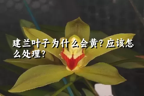 建兰叶子为什么会黄？应该怎么处理？