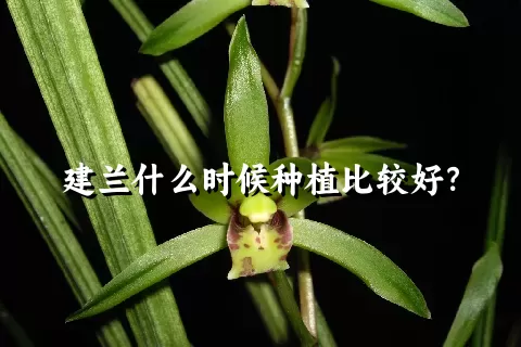 建兰什么时候种植比较好？