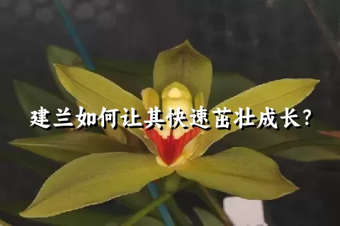 建兰如何让其快速茁壮成长？