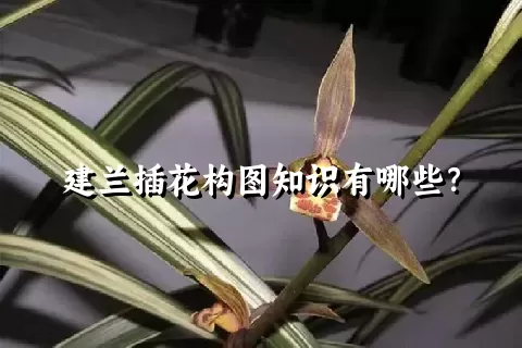 建兰插花构图知识有哪些？