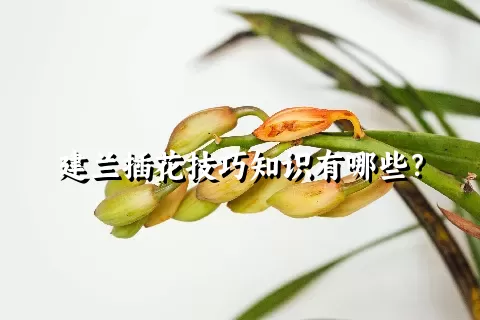 建兰插花技巧知识有哪些？