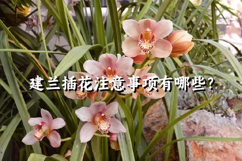 建兰插花注意事项有哪些？