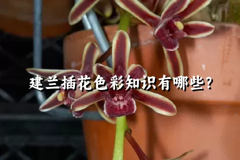 建兰插花色彩知识有哪些？