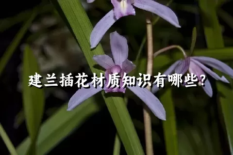 建兰插花材质知识有哪些？