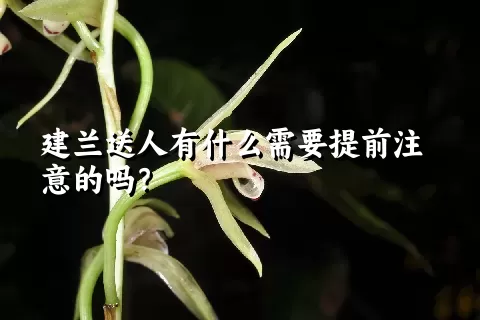 建兰送人有什么需要提前注意的吗？