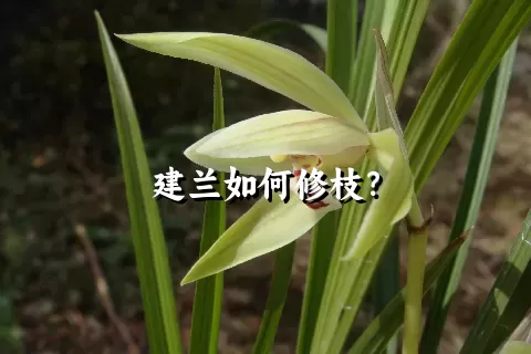 建兰如何修枝？