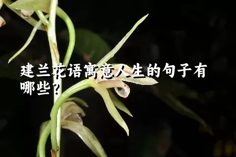 建兰花语寓意人生的句子有哪些？