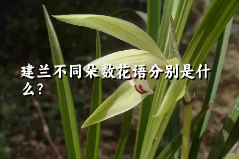 建兰不同朵数花语分别是什么？