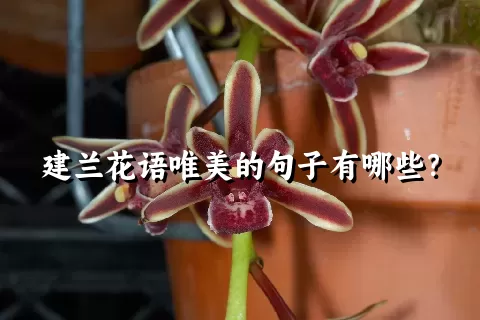 建兰花语唯美的句子有哪些？