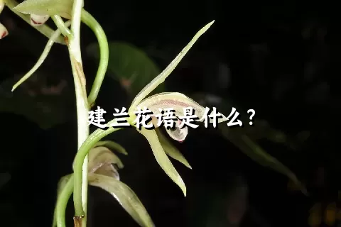 建兰花语是什么？