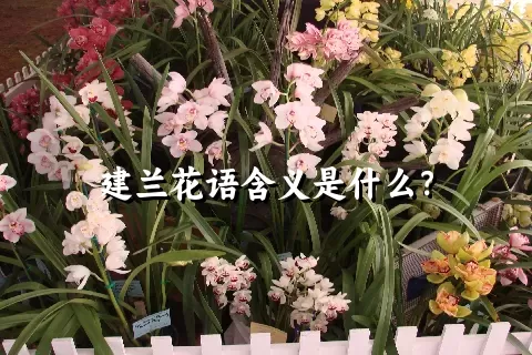 建兰花语含义是什么？