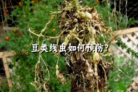 豆类线虫如何预防？