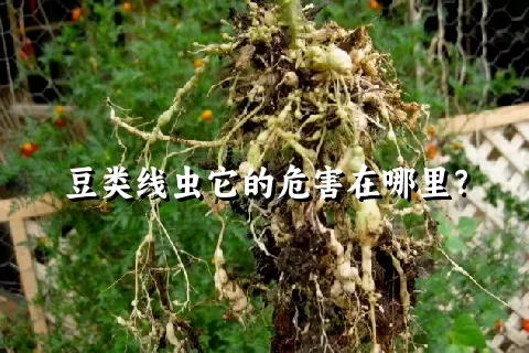 豆类线虫它的危害在哪里？