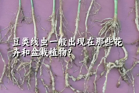 豆类线虫一般出现在那些花卉和盆栽植物？