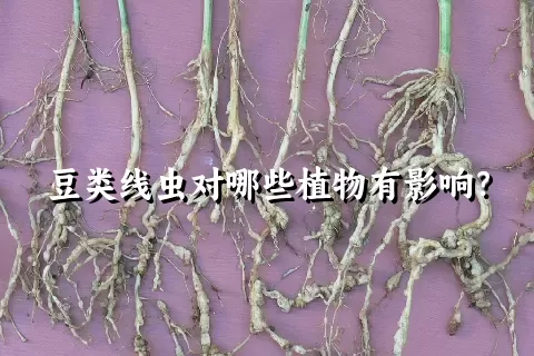 豆类线虫对哪些植物有影响？