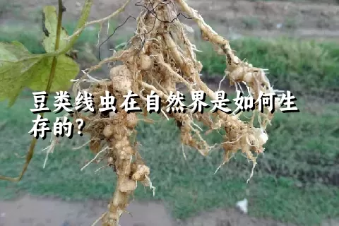 豆类线虫在自然界是如何生存的？