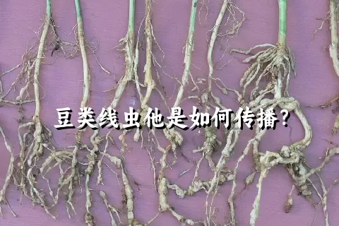 豆类线虫他是如何传播？