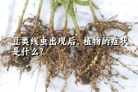 豆类线虫出现后，植物的症状是什么？