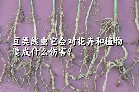 豆类线虫它会对花卉和植物造成什么伤害？