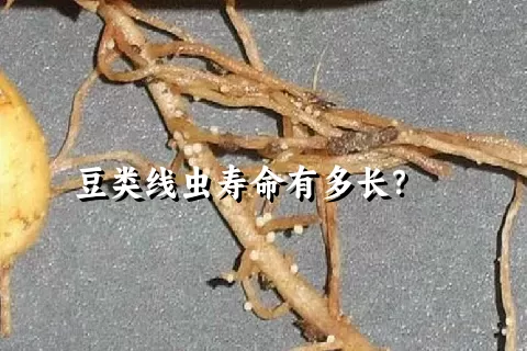 豆类线虫寿命有多长？    