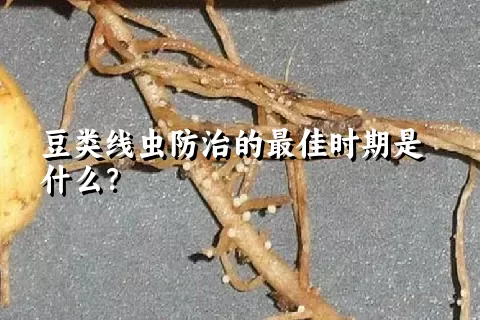 豆类线虫防治的最佳时期是什么？