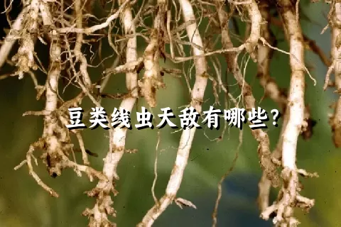 豆类线虫天敌有哪些？